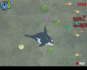  Play Killer Whale